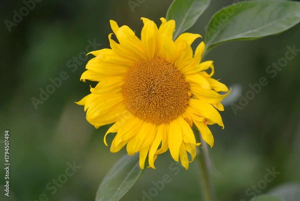 Fototapeta A Bright and Cheerful Sunflower Bloom Flourishing in a Beautiful Natural Setting Outdoors