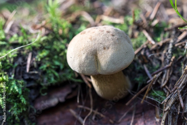 Fototapeta false boletus. colorful detailed macro photo of a mushroom with a blurred background. space for text. natural beauty. close-up.