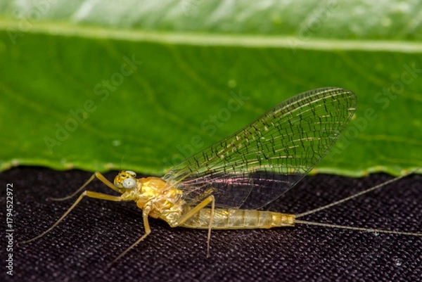 Fototapeta mayfly butterfly . colorful photo of wildlife. macro photo of an insect. close-up. space for text
