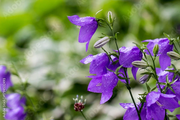 Fototapeta purple bell flower with raindrops and dew on a blurred background with bokeh. space for text. colorful flower photo. close-up. beautiful screensaver.
