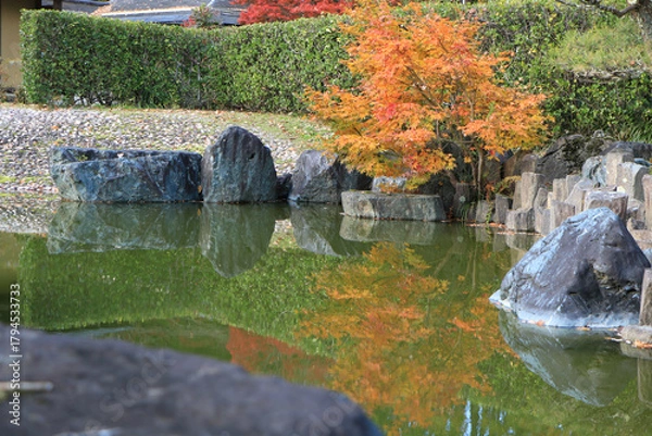 Fototapeta 日本庭園の池にうつる紅葉