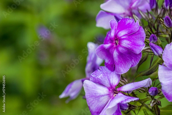 Obraz purple phlox flowers on a blurred background with highlights and bokeh. colorful flower macro photo. space for text. beautiful screensaver. close-up.