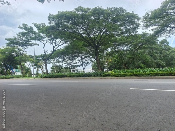 Fototapeta road in the forest