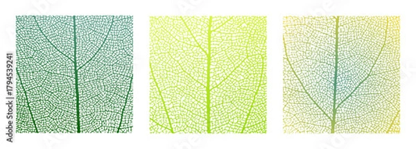 Fototapeta Leaf vein cell skeleton texture abstract background set with close up plant leaf cells structure pattern vector illustration. Macro leaf vein skeleton organic lattice natural foliage texture.