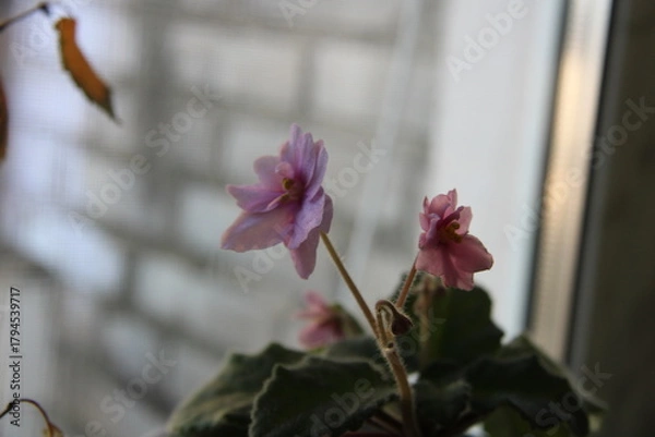 Fototapeta two flowers in a pot on the windowsill,