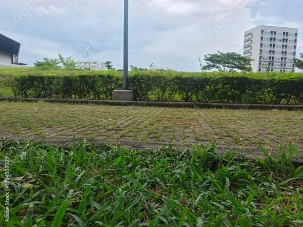 Obraz corn field in spring