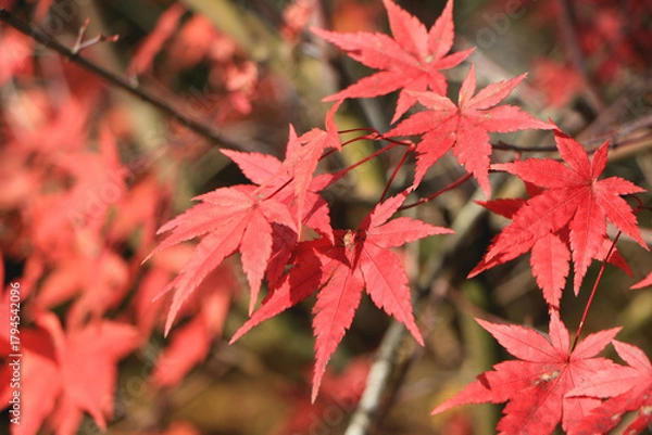 Obraz 真っ赤な紅葉のグラデーション