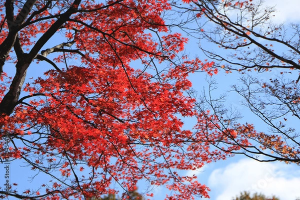 Obraz 真っ赤な紅葉のグラデーション