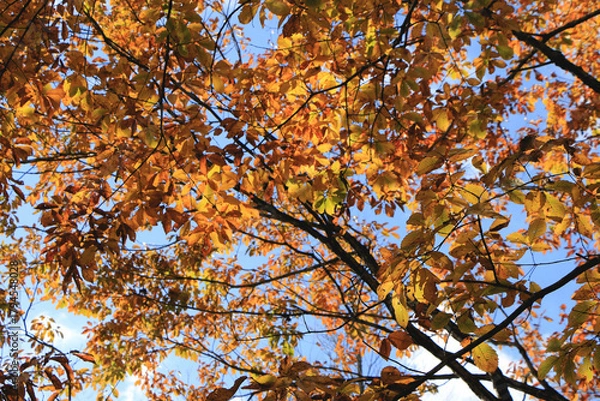 Fototapeta 青空に映える紅葉