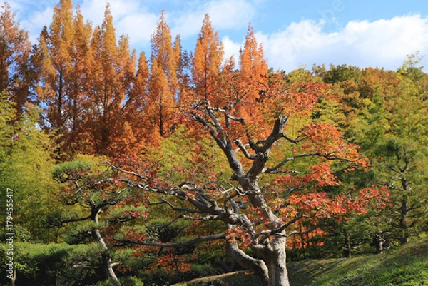 Obraz 紅葉のグラデーション