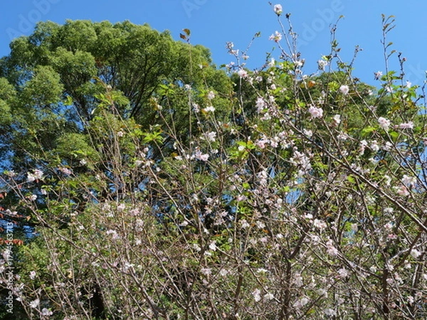 Obraz 緑の木と桜