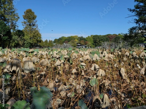 Obraz 秋に枯れた蓮の葉