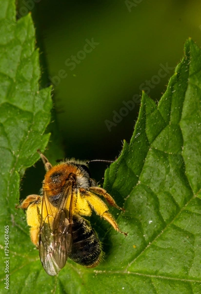 Fototapeta A yellow bee sits on a green leaf of a tree. colorful macro photography. close-up. natural light. space for the text. blurred background with highlights. bokeh.
