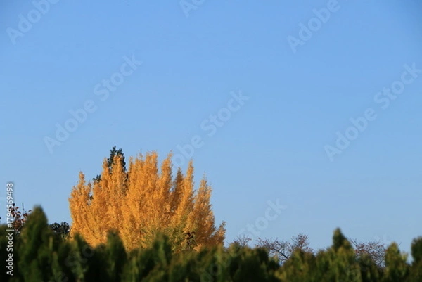 Obraz 青空に映える色づいたイチョウ