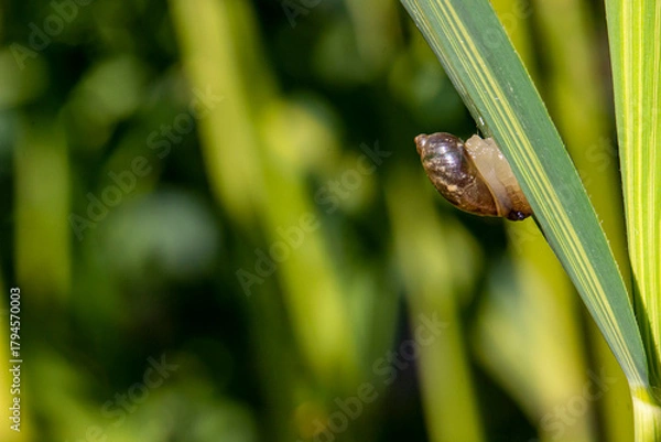 Obraz a snail's house on a plant stem. close-up. colorful macro photo. bokeh. blurred background. insect photo. space for text.