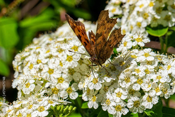 Obraz the Polygonia butterfly pollinates the white flowers of spiraea. close-up. colorful aerial photography. bokeh. blurred background