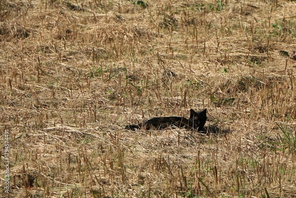 Obraz 草むらの中で獲物を探す黒いネコ