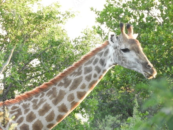 Obraz Girafe