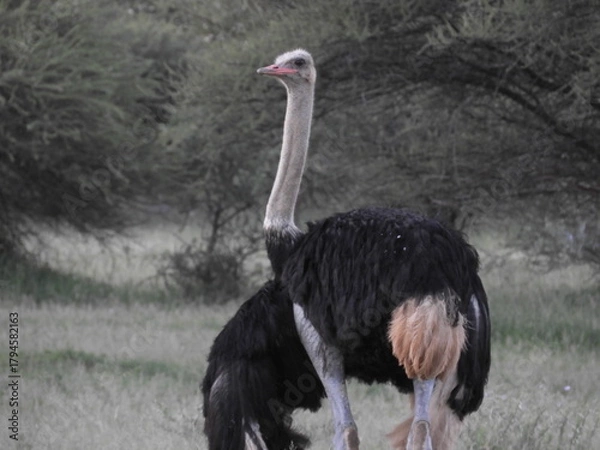 Obraz Autruche