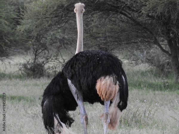 Obraz Autruche de dos