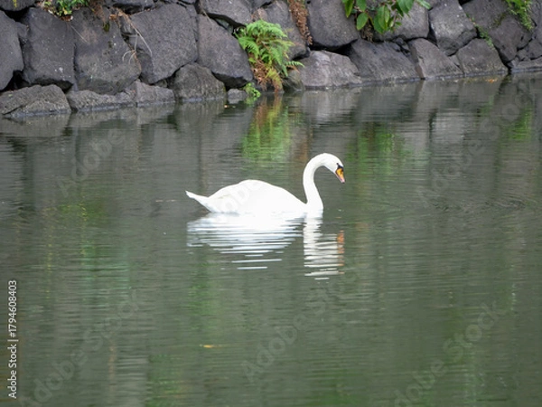 Obraz 皇居の濠を泳ぐ白鳥