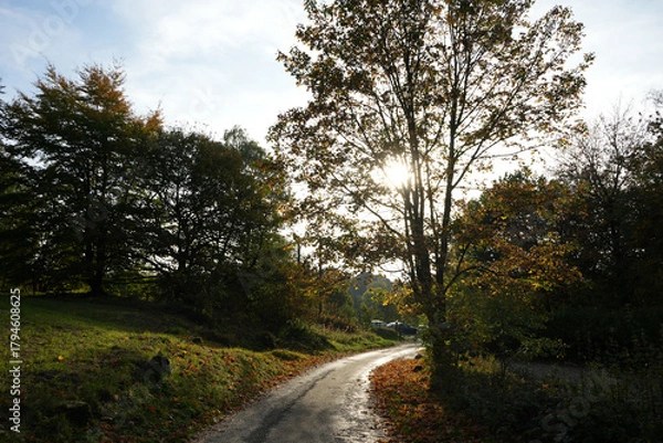 Fototapeta Sunlit Winding Woodland Path Through Autumn Trees With Fallen Leaves At Black Rocks, Cromford, Derbyshire, Creating A Serene Natural Scene.