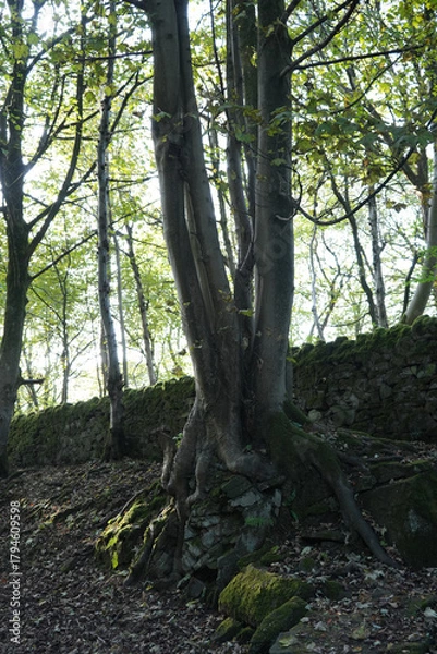 Fototapeta Sunlight Filters Through Ancient Trees And Leaves, Illuminating A Moss-covered Stone Wall And Gnarled Roots At Black Rocks, Cromford, Derbyshire.