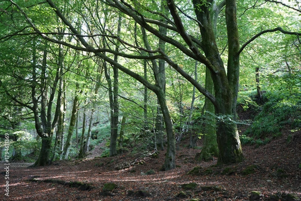 Fototapeta Sunlit Woodland Path Winding Through Ancient Trees In The Vibrant Black Rocks Forest, Cromford, Derbyshire