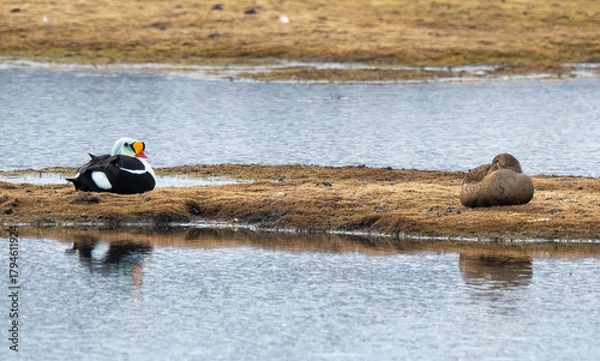 Obraz Eider à tête grise