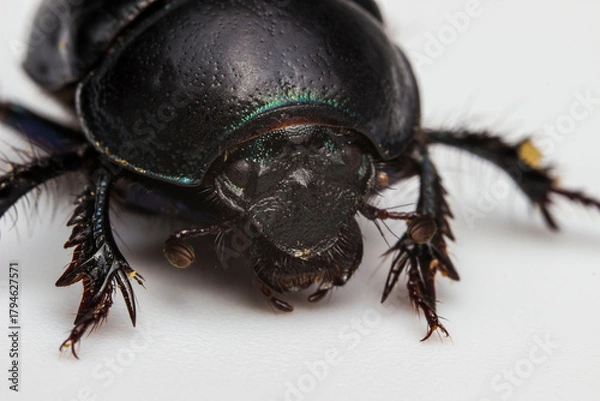 Fototapeta dung beetle. scarab on a light background. colorful macro photo of an insect. close-up. design material. free space.