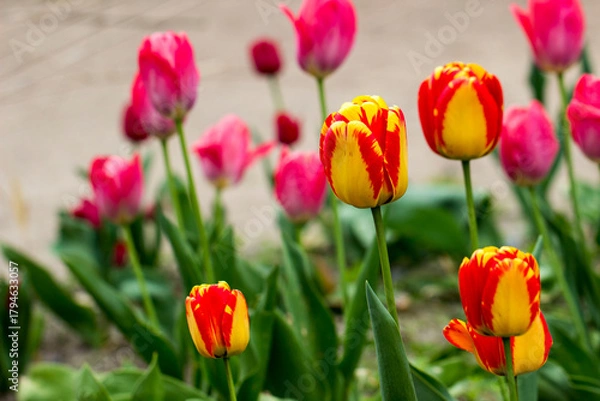 Fototapeta Darwin tulips are a hybrid of American Dream with red and yellow petals. a variety with large bicolor flowers. The petals of the buds combine a pale yellow shade with bright red