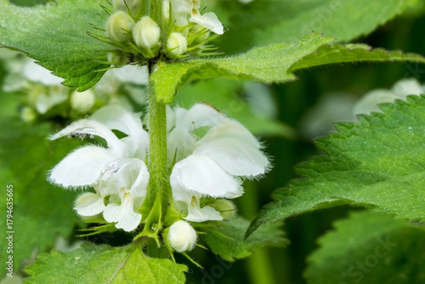 Fototapeta white nettle flowers on a blurred background. close-up. natural light. the yasnotka bush.