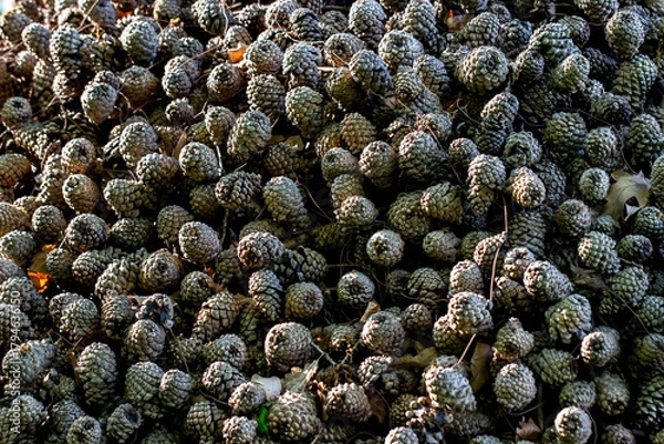 Fototapeta cedar cones are a solid background. beautiful background made of natural materials.