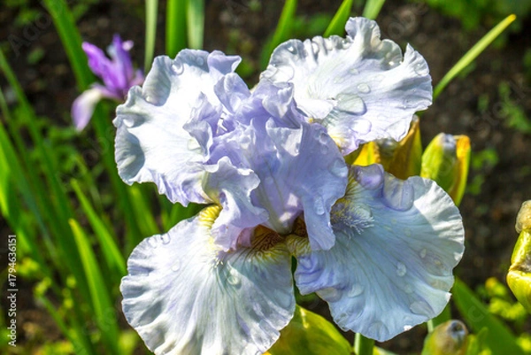 Fototapeta Beautiful iris blue reflection flowers in close-up on a blurred background. natural lighting