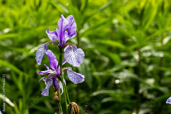 Fototapeta Siberian iris flower with water droplets after rain on a blurred background with highlights. colorful flower photo. close-up. natural lighting.