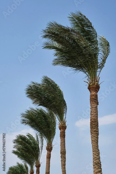 Obraz Palm trees against blue sky. Selective focus