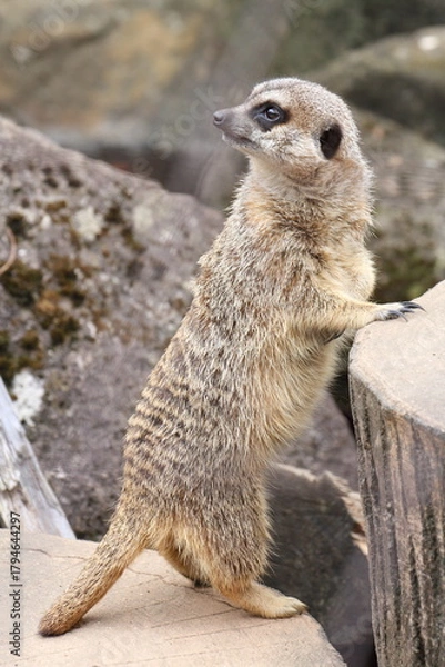 Fototapeta ミーアキャット