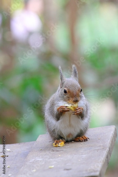 Fototapeta ニホンリス