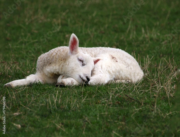 Obraz Sleeping Lamb
