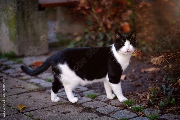 Fototapeta Cute tuxedo cat resting in a patch of warm autumn sunlight surrounded by autumn leaves. 