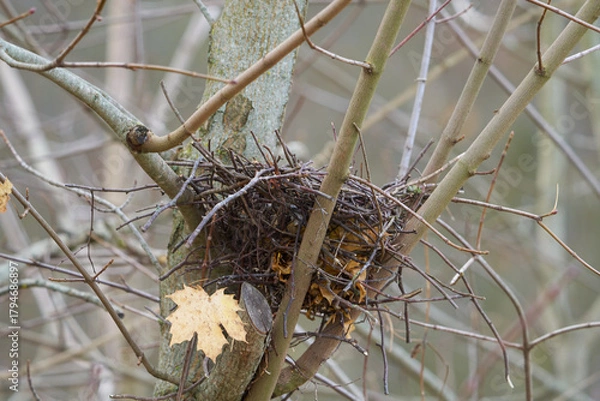 Fototapeta Leeres Vogelnest im Baum