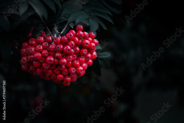 Fototapeta Rowan berries, Sorbus aucuparia, on dark background, with space for text. These small fruits are edible, if treated correctly, and are a popular food to forage.