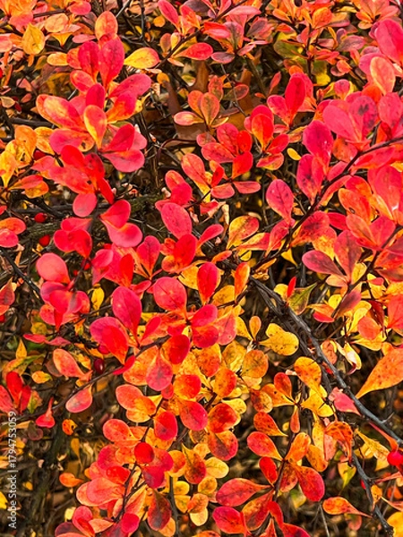 Obraz Vibrant autumn leaves background with red, orange and yellow foliage. Natural fall texture, colorful botanical pattern perfect for seasonal designs, nature themes and decorative projects.