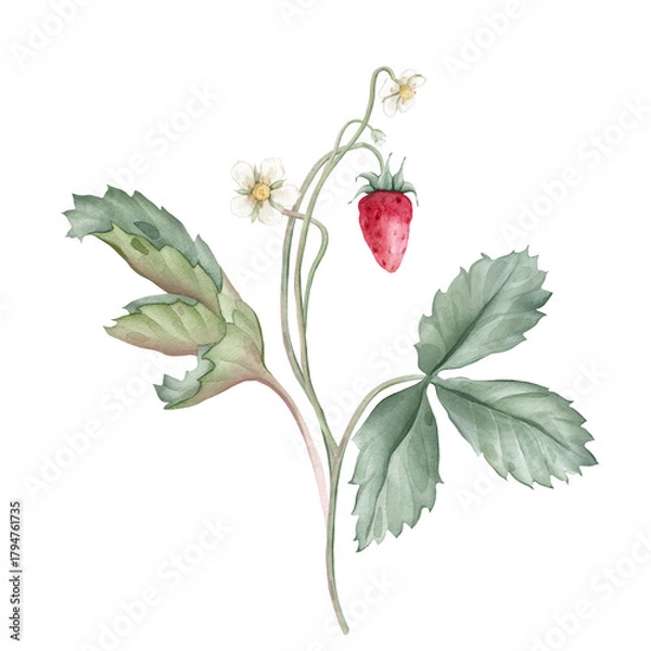 Fototapeta Composition with Wild Strawberry branches and white flower . Hand drawn watercolor illustration of Woodland strawberry plant green leaves and red wild berries on isolated background.