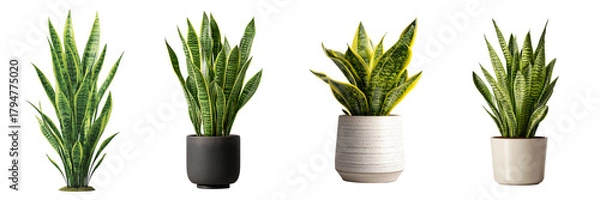 Fototapeta Four potted snake plants with green and yellow variegated leaves isolated on a transparent background