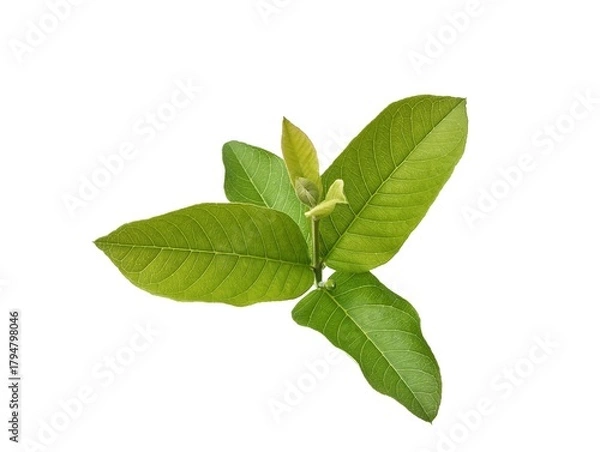 Obraz Fresh guava leaf isolated on white background 