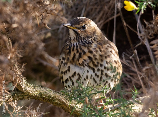 Obraz Song Thrush posing in the bracken