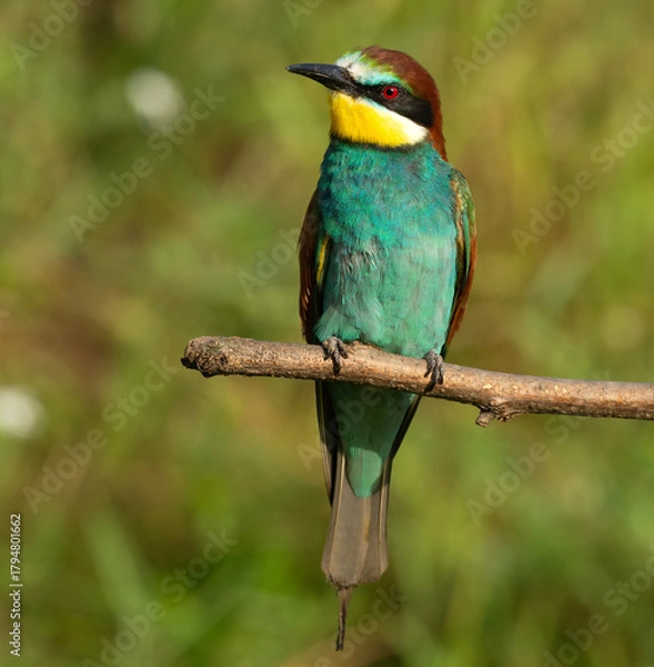 Obraz Bee-eater on a branch