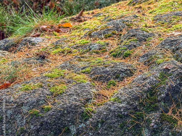 Obraz Close-up of a forest floor covered with moss, dry pine needles, and lichen on rocks.