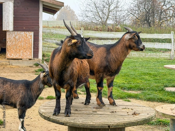 Obraz Three brown and black goats with horns standing on a round wooden platform near a barn